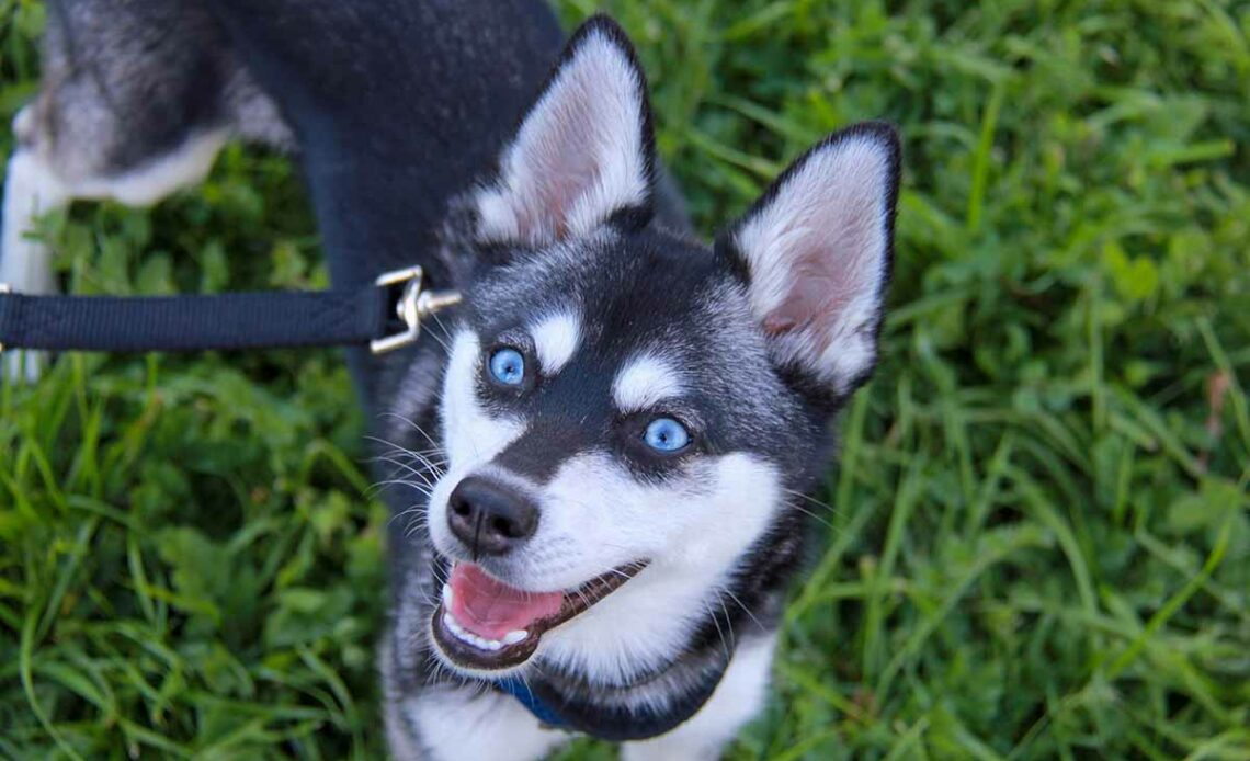 Alaskan Klee Kai Dog Breed Information and Characteristics