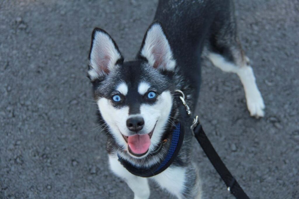 miniature siberian huskies with blue eyes