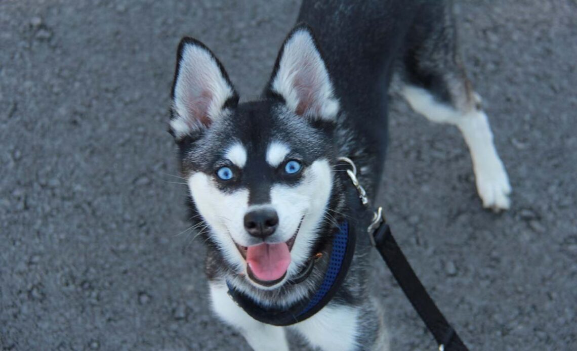 Alaskan Klee Kai - Dog Breed Information  Alaskan klee kai, Dog breeds,  Rare dog breeds