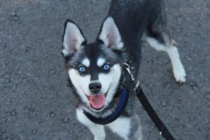 Are Alaskan Klee Kai hypoallergenic?