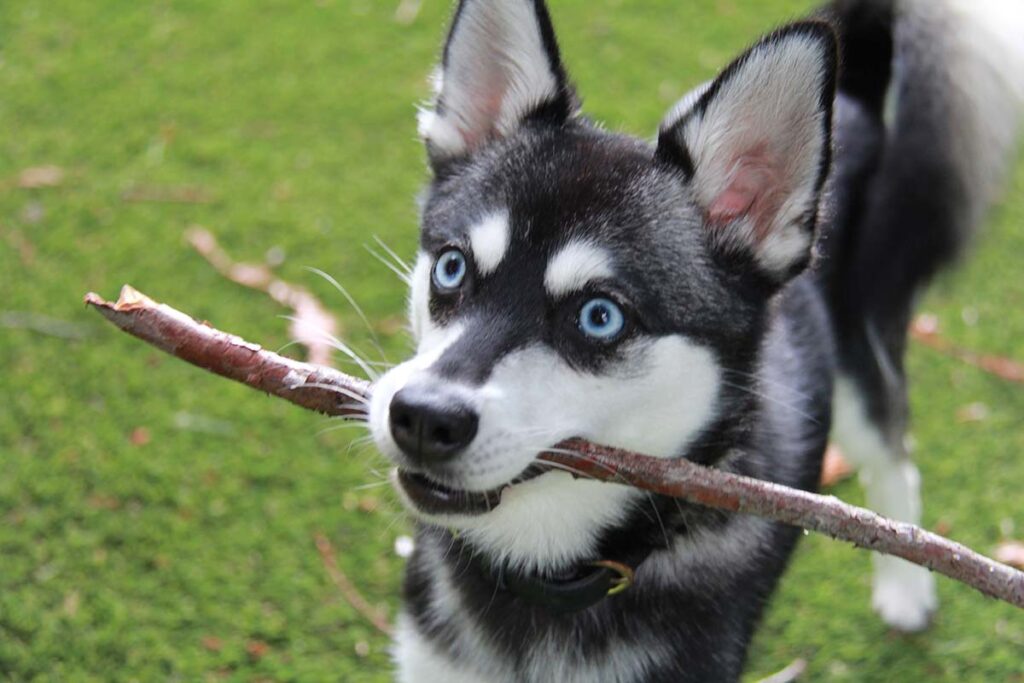 Alaskan Klee Kai - Training Course on Alaskan Klee Kai