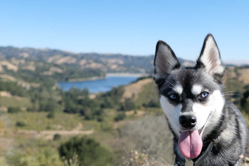 Alaskan Klee Kai - Price, Temperament, Life span