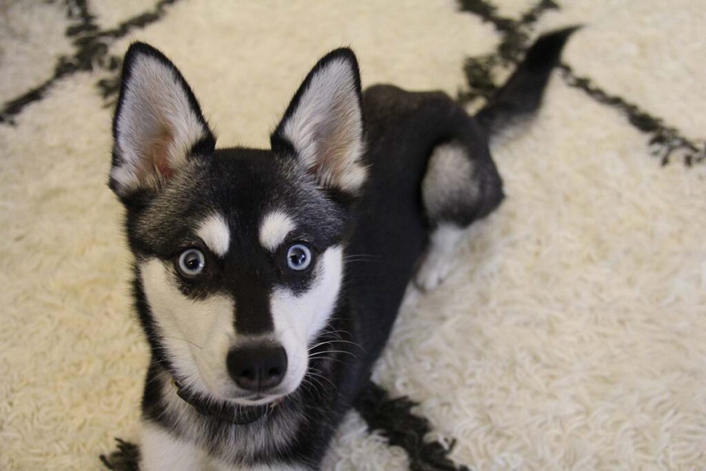 Skye the Alaskan Klee Kai (Photo: Life With Klee Kai)