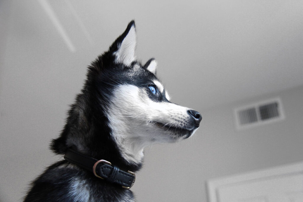 Skye the Alaskan Klee Kai (Photo: Life With Klee Kai)