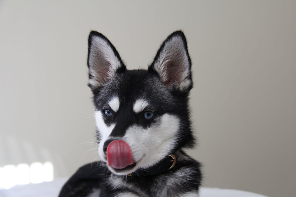 Skye the Alaskan Klee Kai (Photo: Life With Klee Kai)