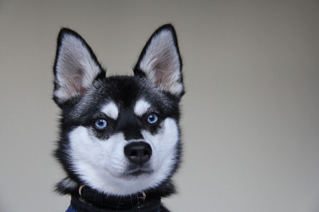 Skye the Alaskan Klee Kai (Photo: Life With Klee Kai)