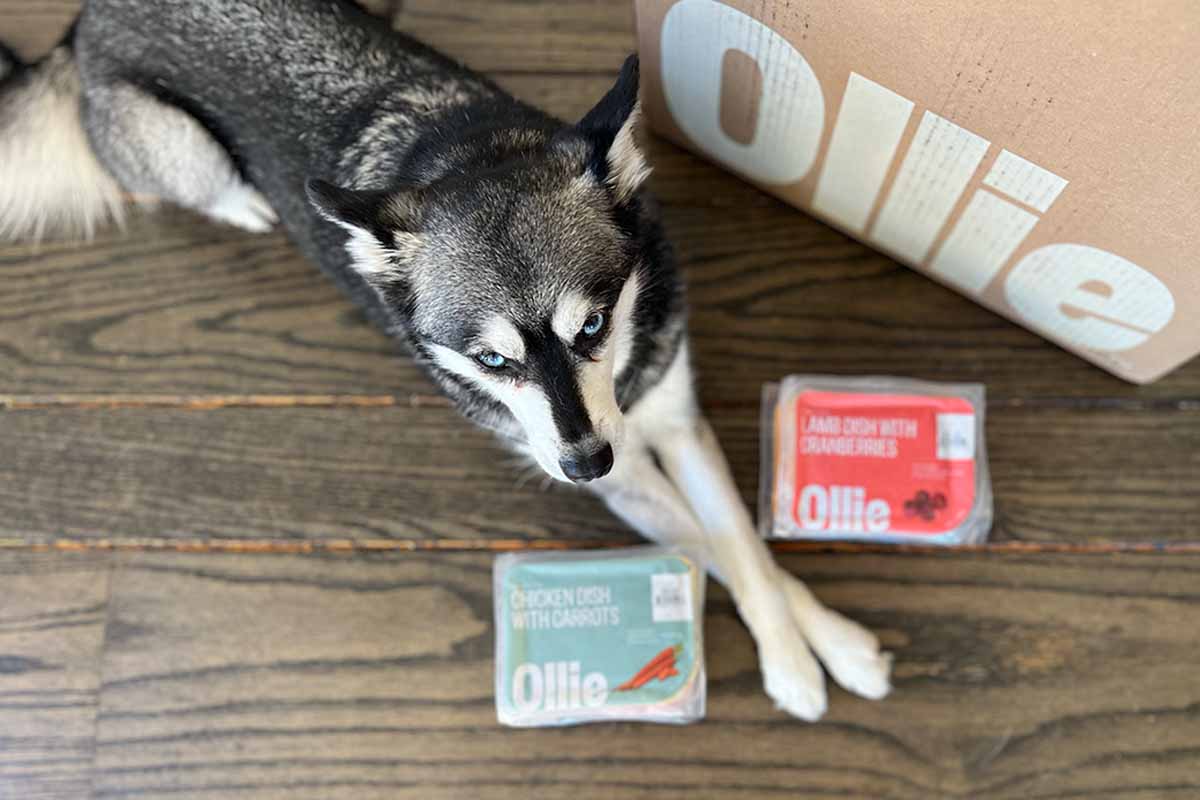 Skye waits for Ollie dog food