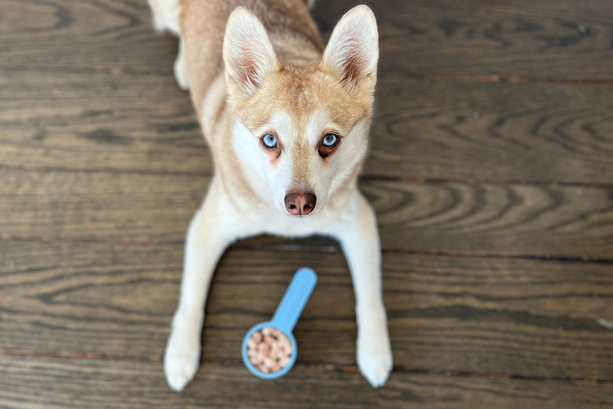 UnKibble vs Orijen What's The Difference? Best Dry Dog Food?