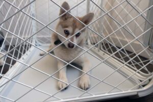 Copper in the Diggs Evolv Dog Crate (Photo: Diggs)