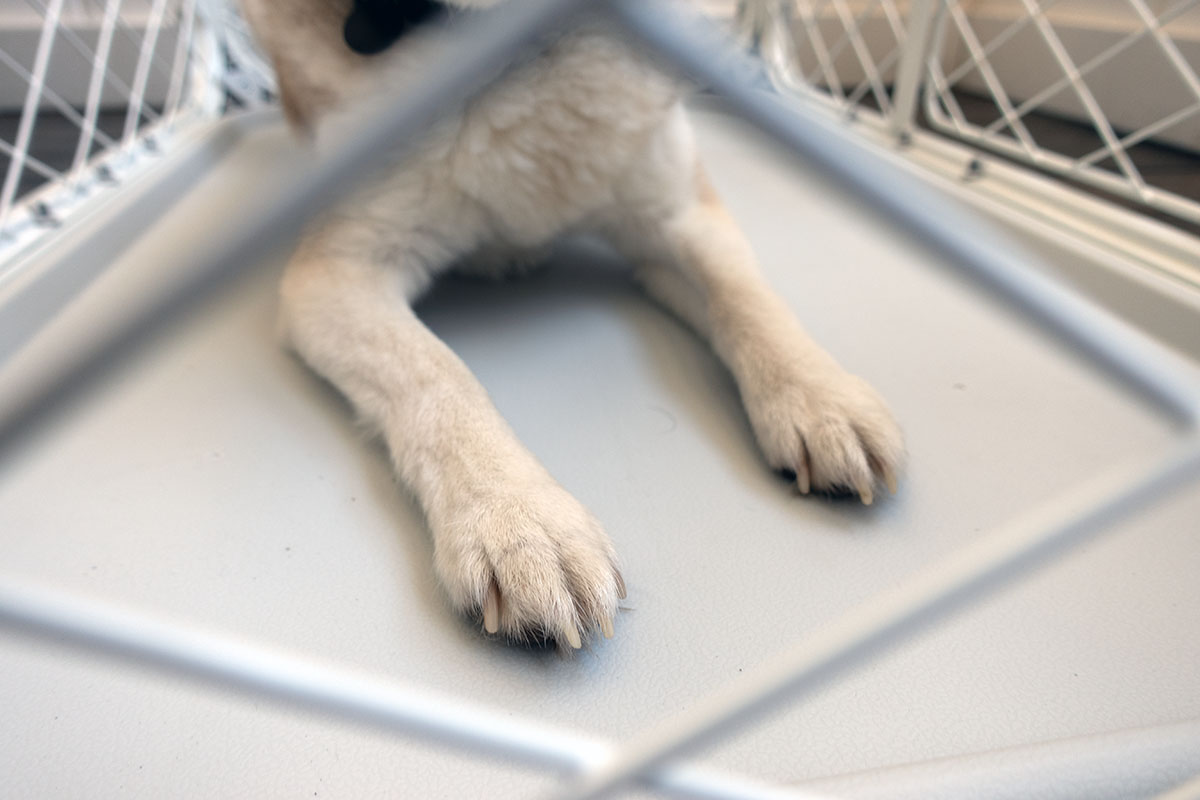 Diggs Evolv Dog Crate Review Our Verdict, Pros & Cons