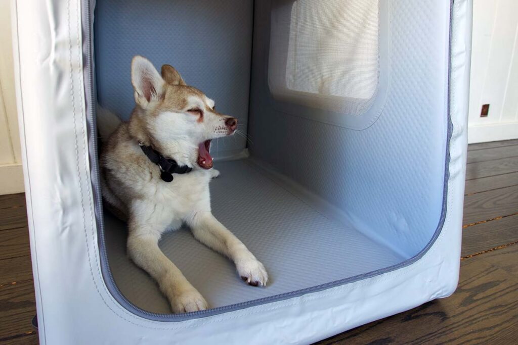 Copper in his Enventur Travel Kennel (Photo: Diggs)