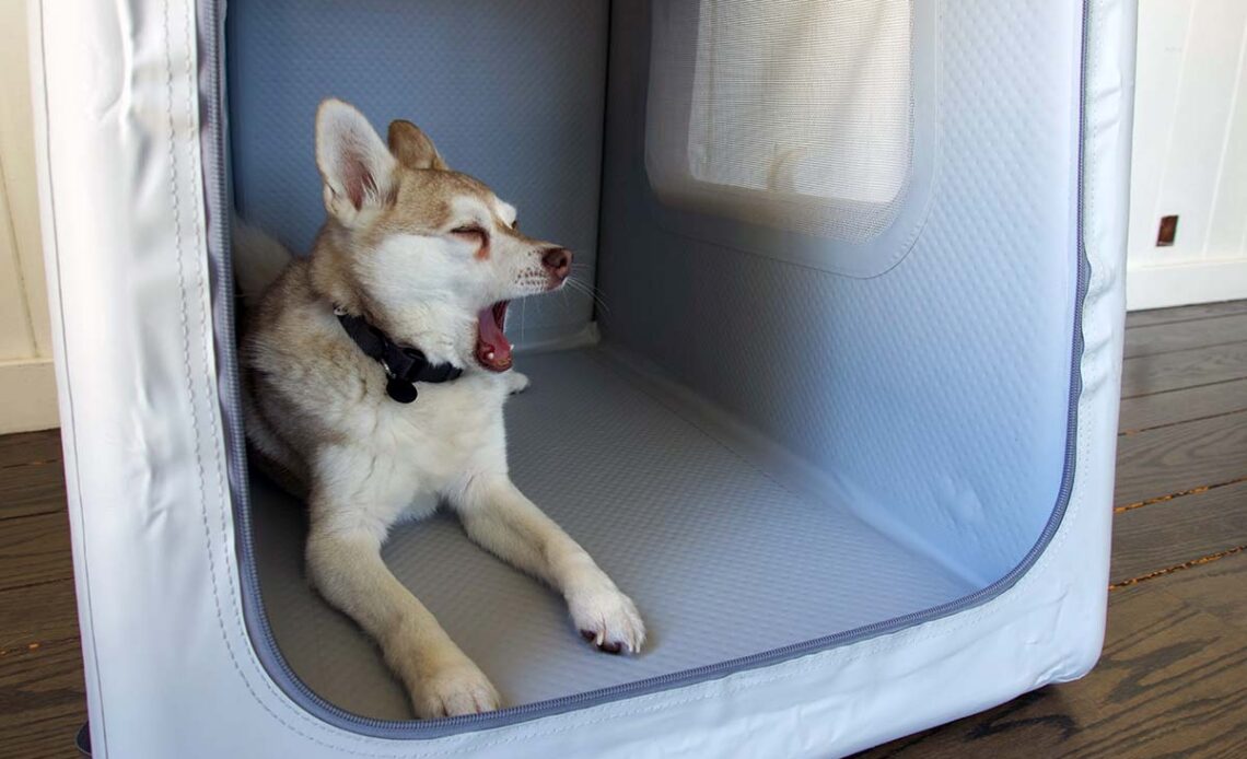 Copper in his Enventur Travel Kennel (Photo: Diggs)