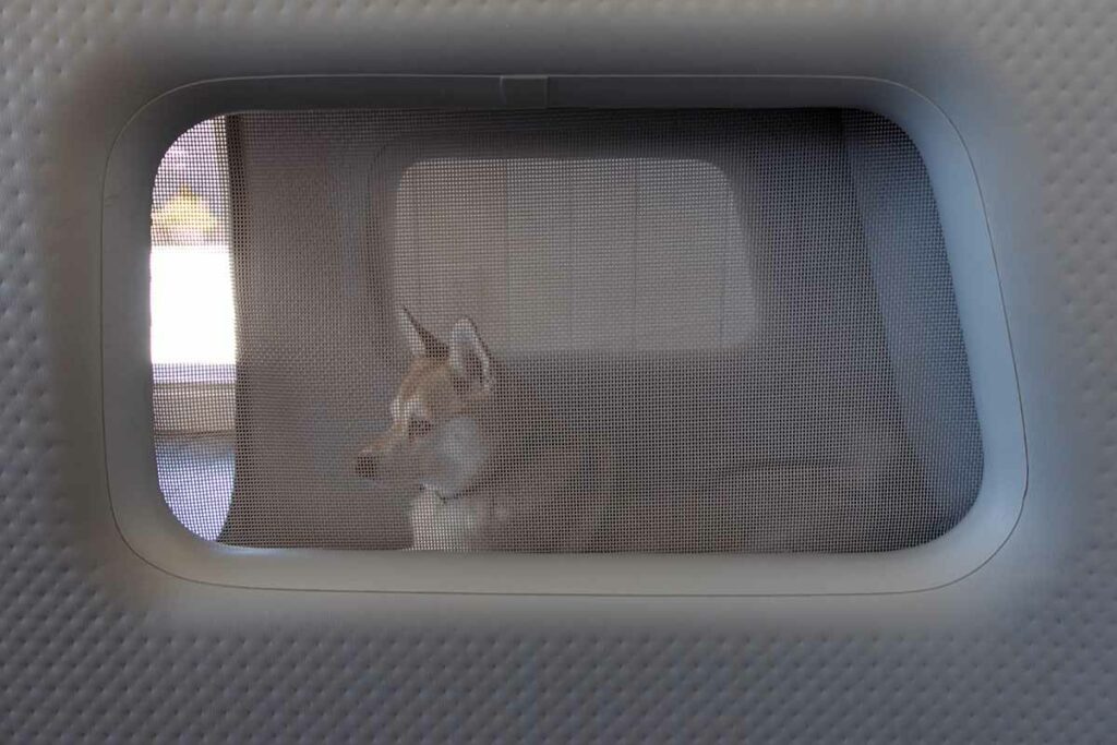 Copper in his Enventur Travel Kennel (Photo: Diggs)