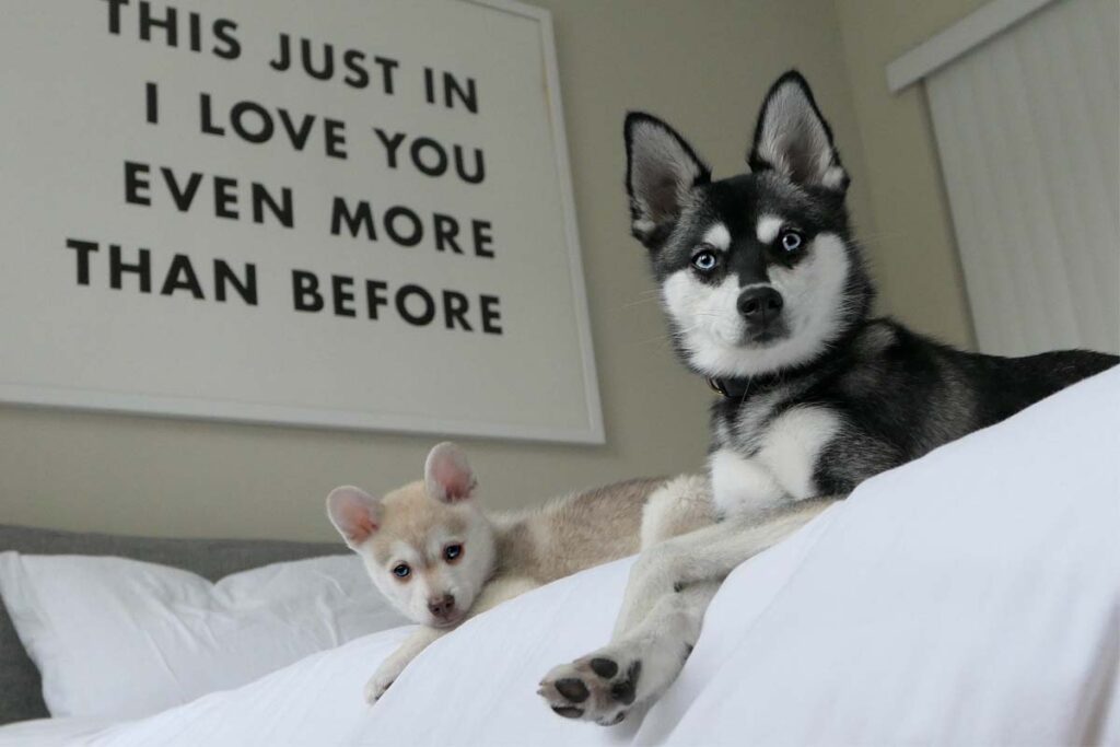 Do Alaskan Klee Kai Have Separation Anxiety?