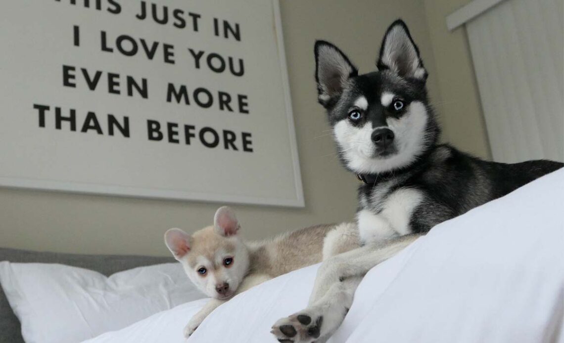 Do Alaskan Klee Kai Have Separation Anxiety?