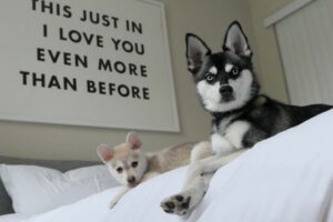 Do Alaskan Klee Kai Have Separation Anxiety?