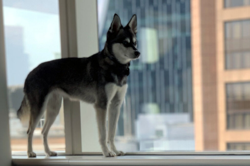 Klee Kai – The Husky Miniature You Probably Didn't Know Existed