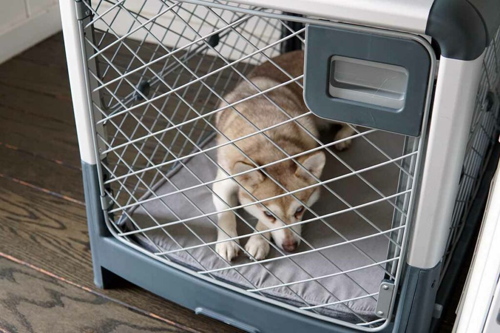 Copper in his Revol Dog Crate (Photo: lifewithkleekai.com)