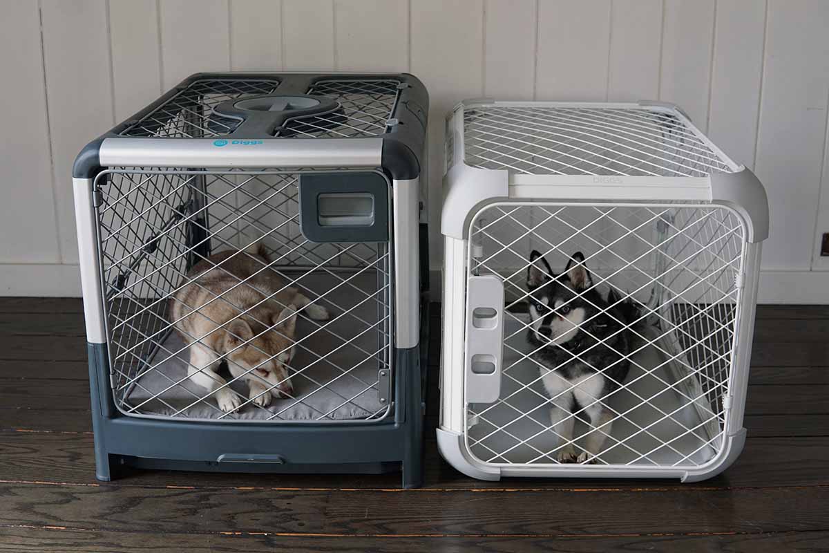 Diggs Evolv Vs Revol Dog Crates What's The Difference?
