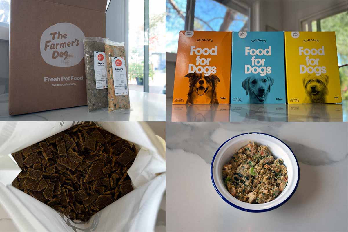 Sundays For Dogs Copper and Skye