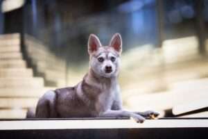 Alaskan Klee Kai Pets