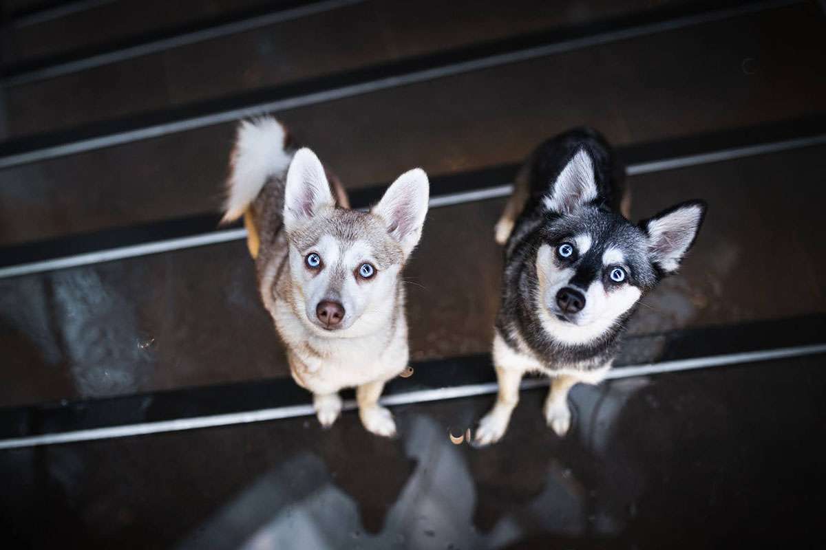 Alaskan Klee Kai