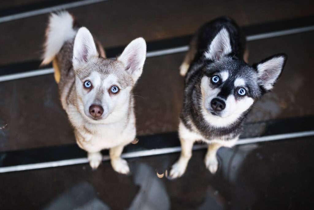 Do Alaskan Klee Kai Make Good Pets?