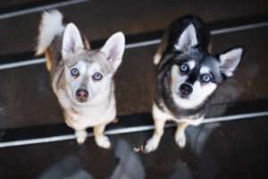 Do Alaskan Klee Kai Make Good Pets?
