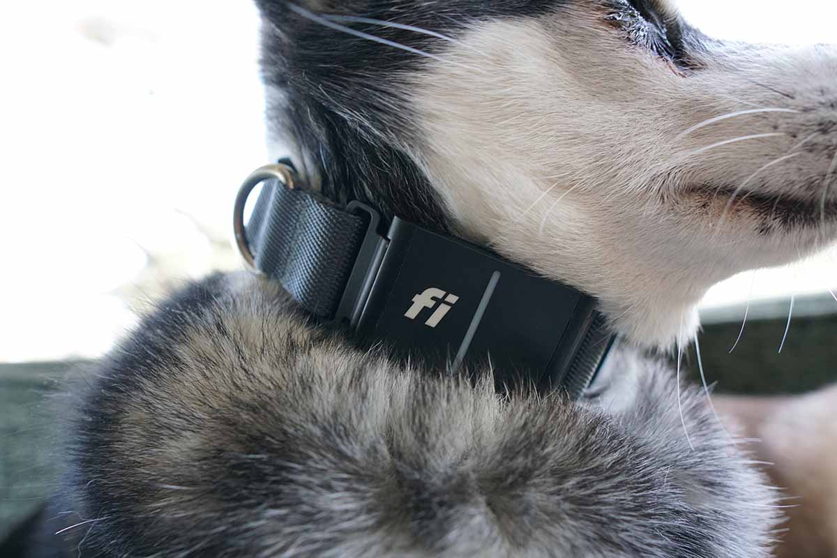 Fi Series 3 Dog Collar Pros And Cons Tried & Tested