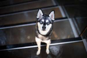 Alaskan Klee Kai