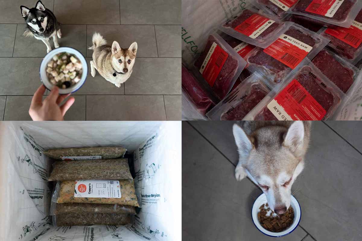 Best Dog Food For Picky Eaters Tested By My Fussy Pets