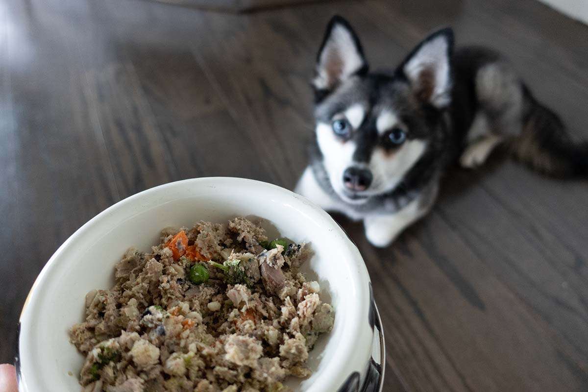 Skye waits for Spot and Tango fresh food