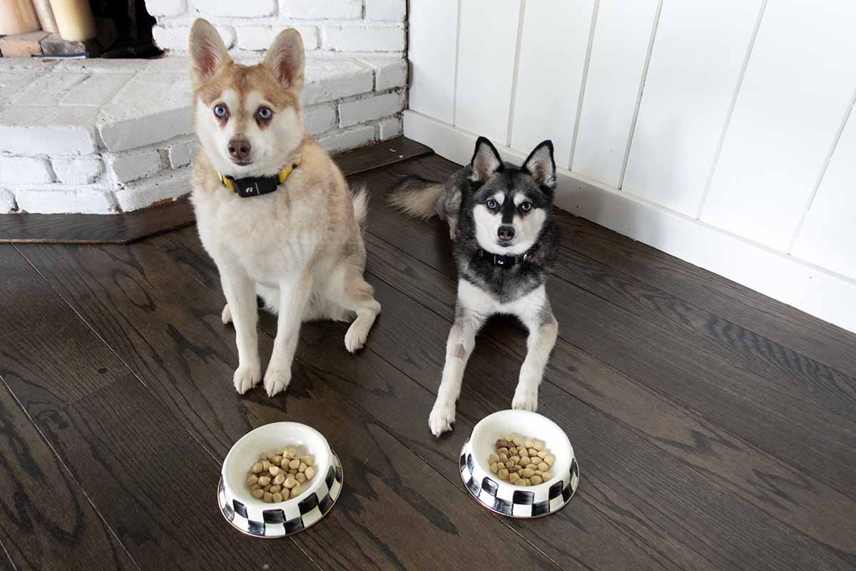 UnKibble scooper
