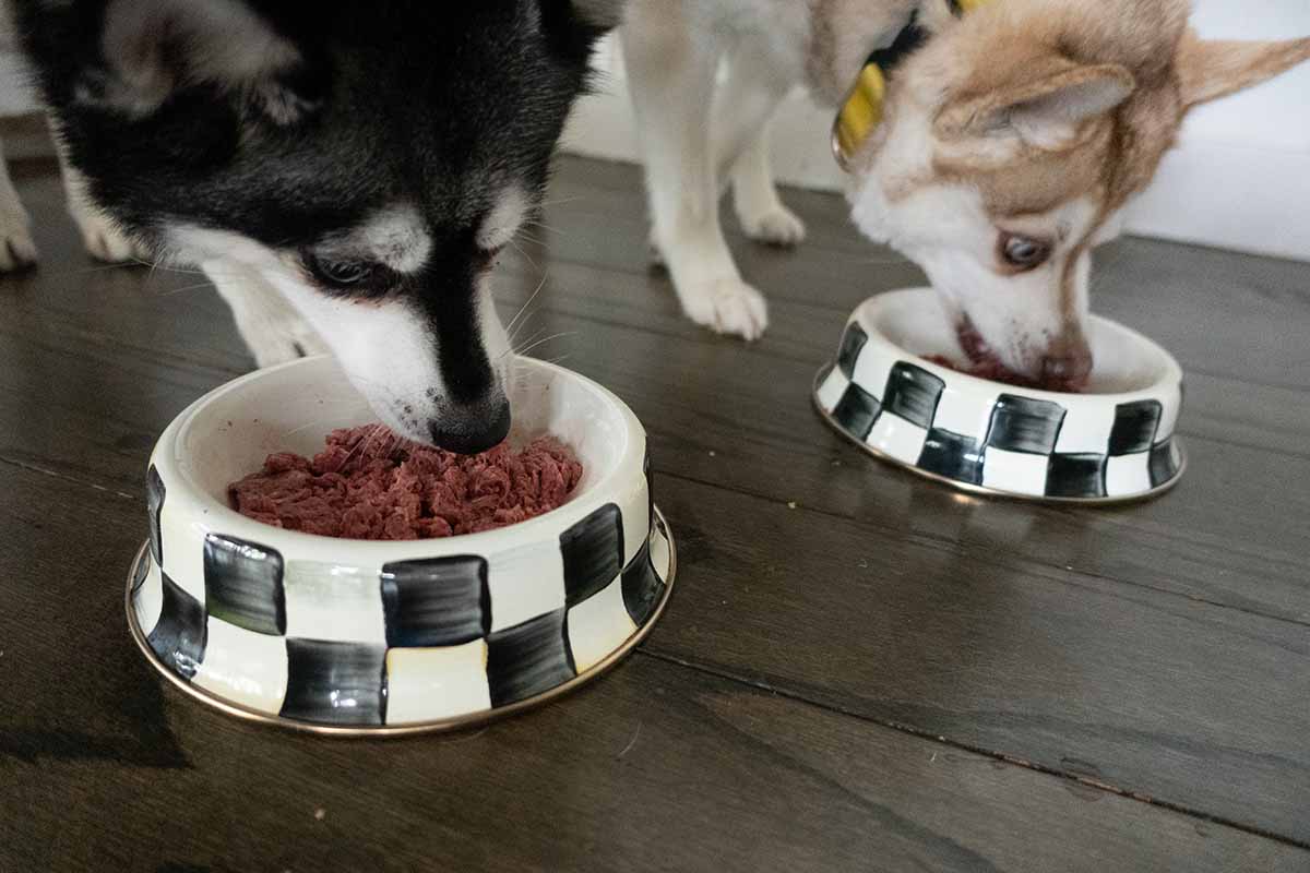 Skye and Copper wait for We Feed Raw