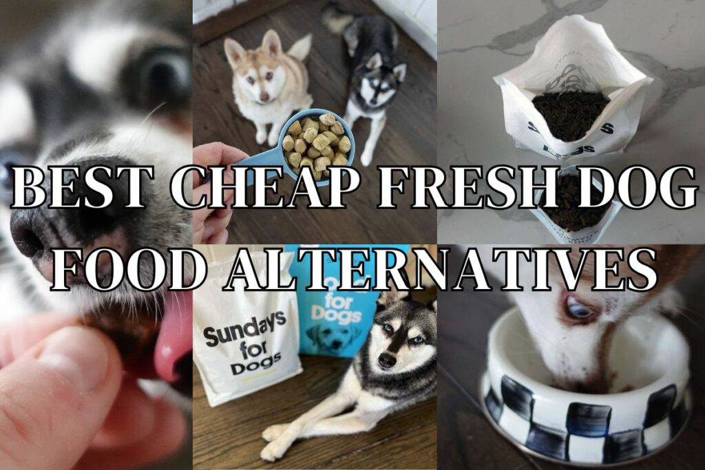 Most Affordable Fresh Dog Food Alternatives