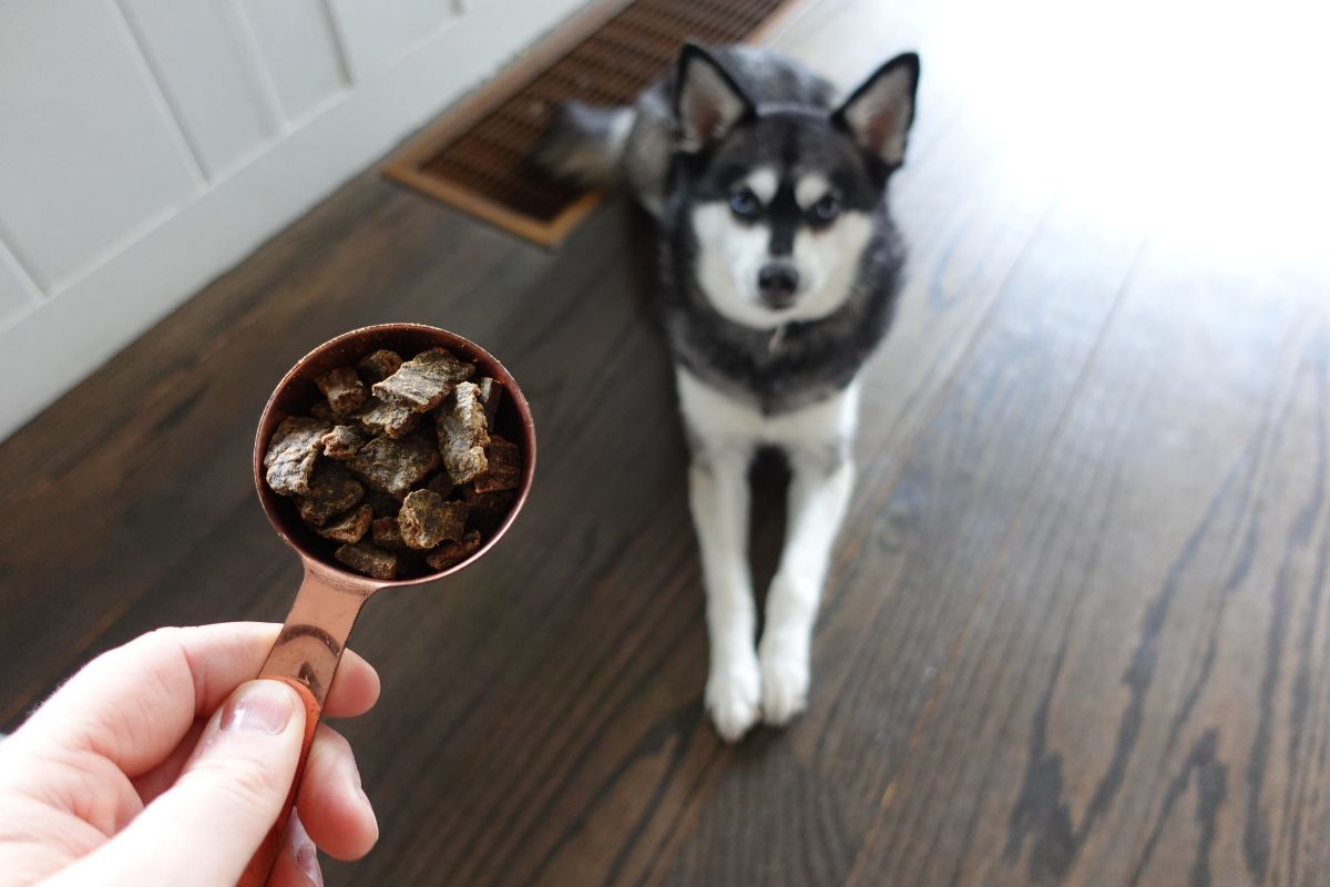 Sundays For Dogs Copper and Skye