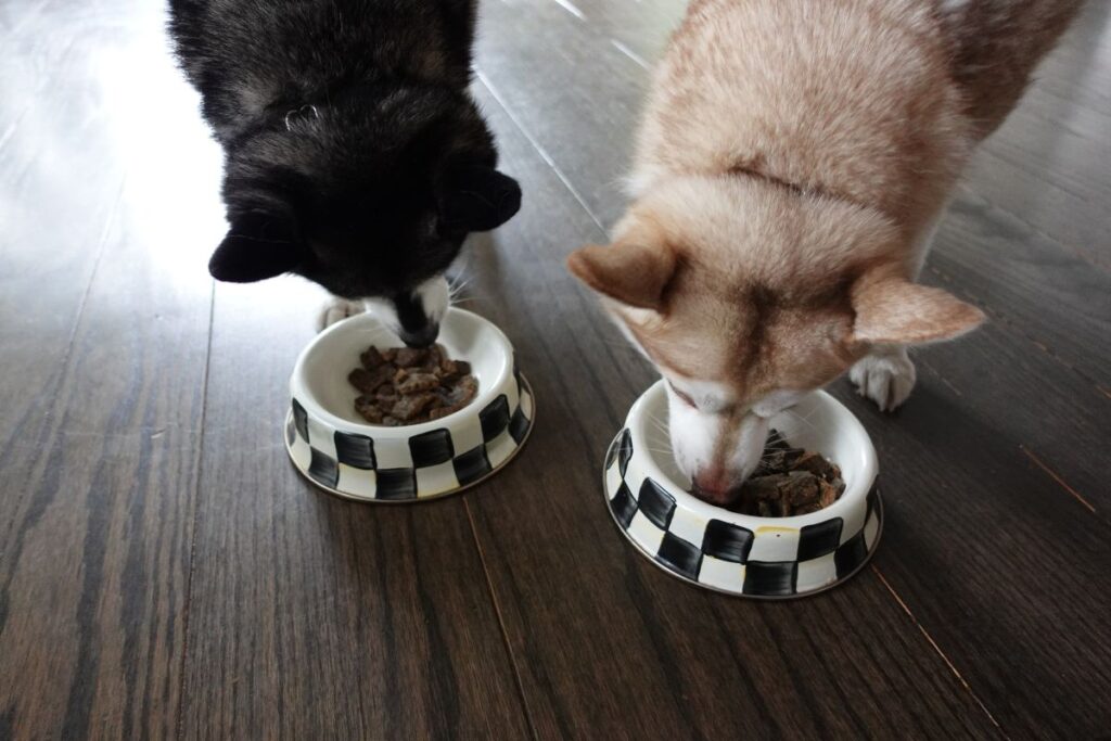 Skye and Copper eat their Sundays