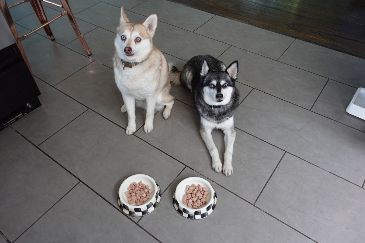 The Farmer's Dog Vs Tally's Ranch (2026): Which Is Better?