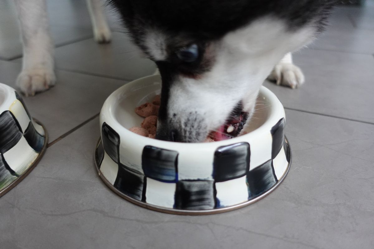 Tally's Ranch Dog Food Pros & Cons: My Honest Review