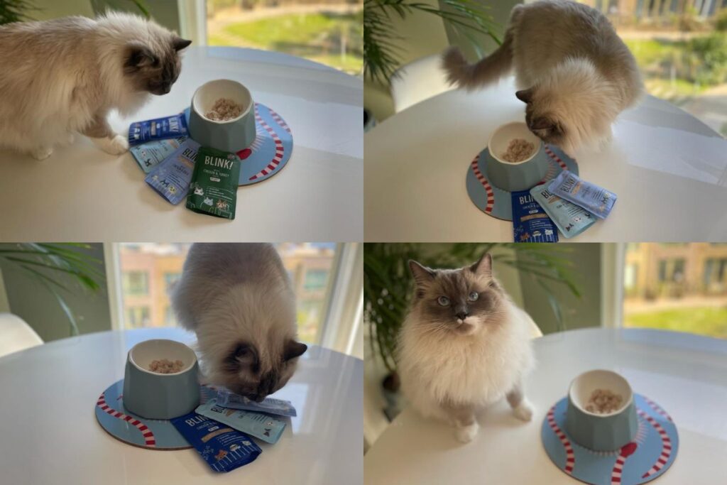 Blink! cat food review