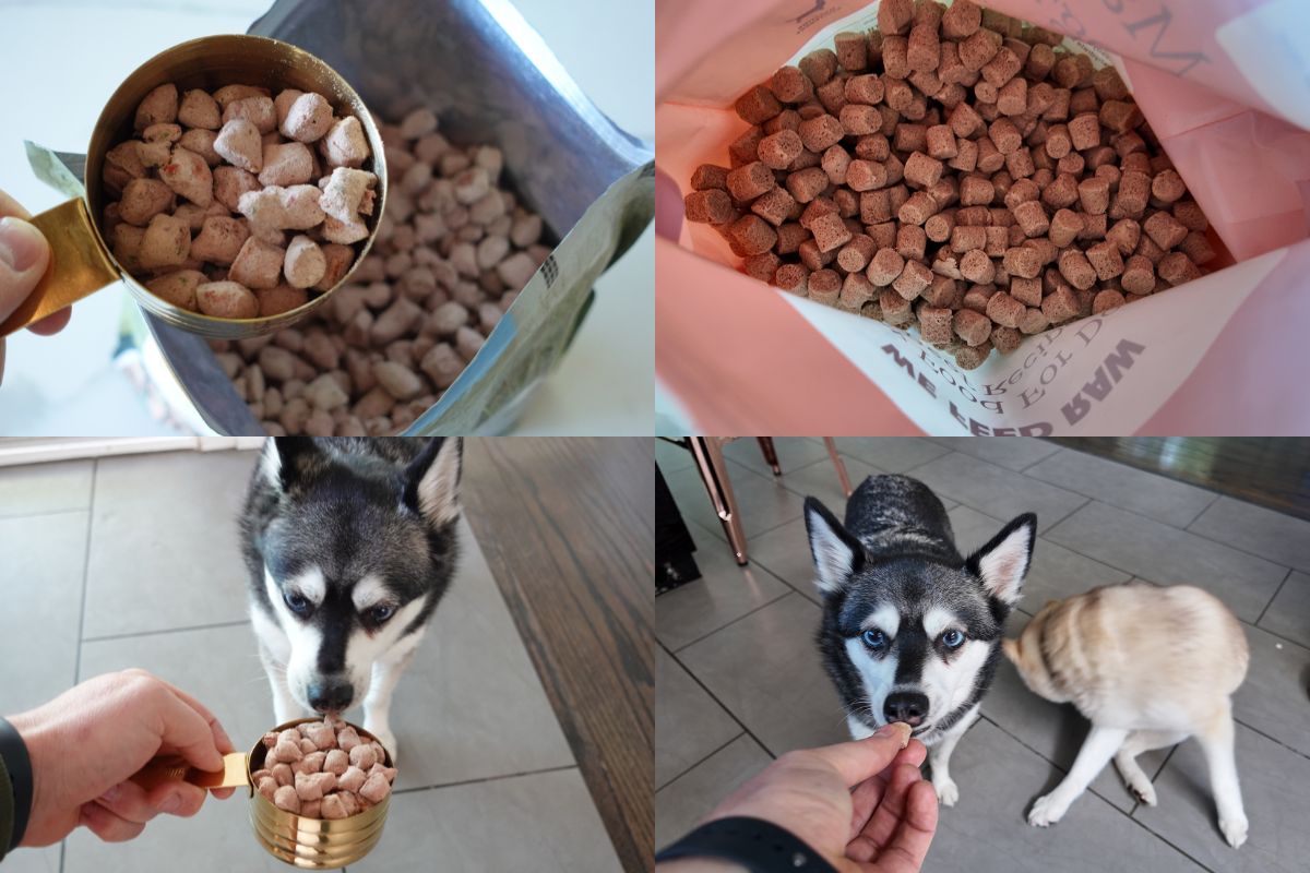 Skye and Copper wait for We Feed Raw