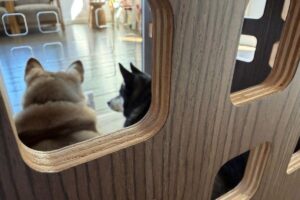 How We Test And Review Dog Crates