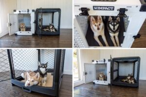 Diggs Revol Dog Crate vs Impact Collapsible Dog Crate