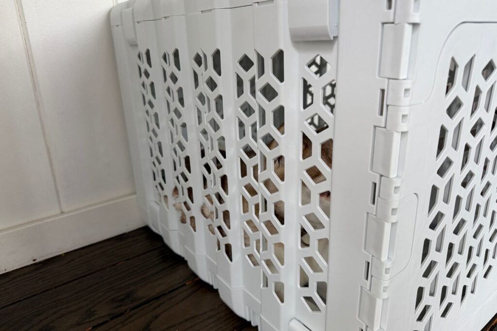 Kindtail PAWD Collapsible Crate