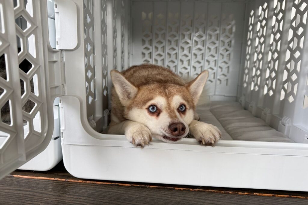 Kindtail PAWD Collapsible Crate