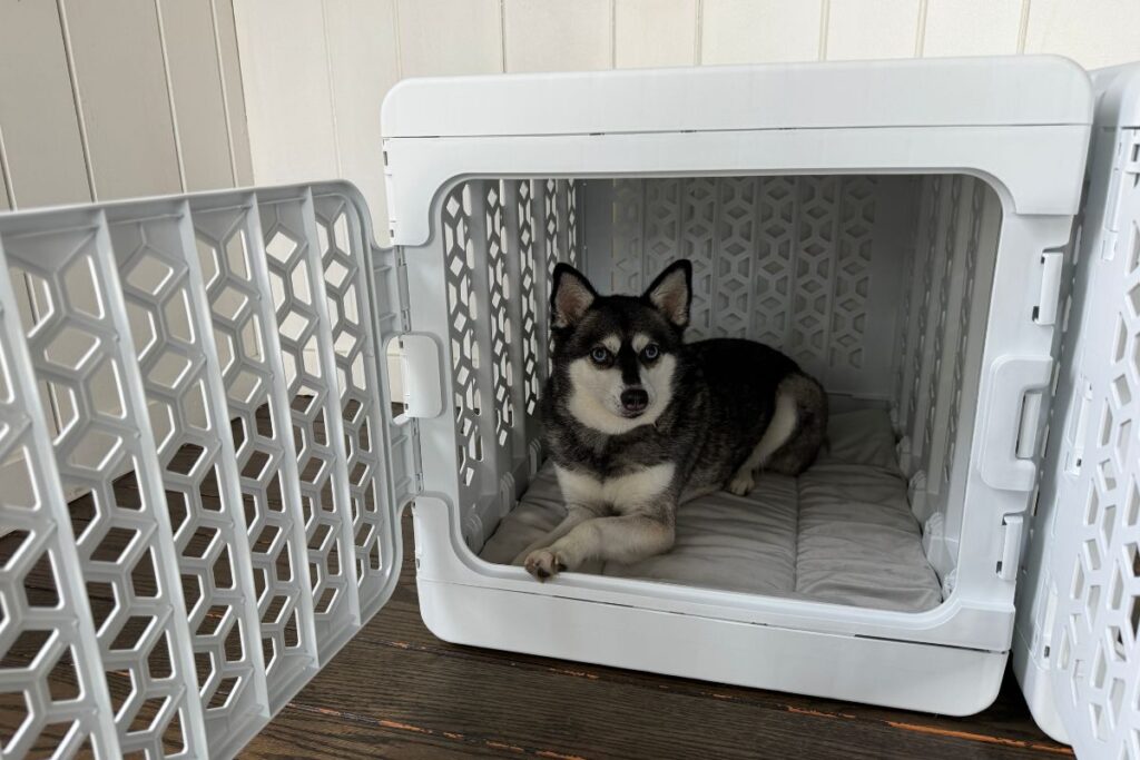 Kindtail PAWD Collapsible Crate