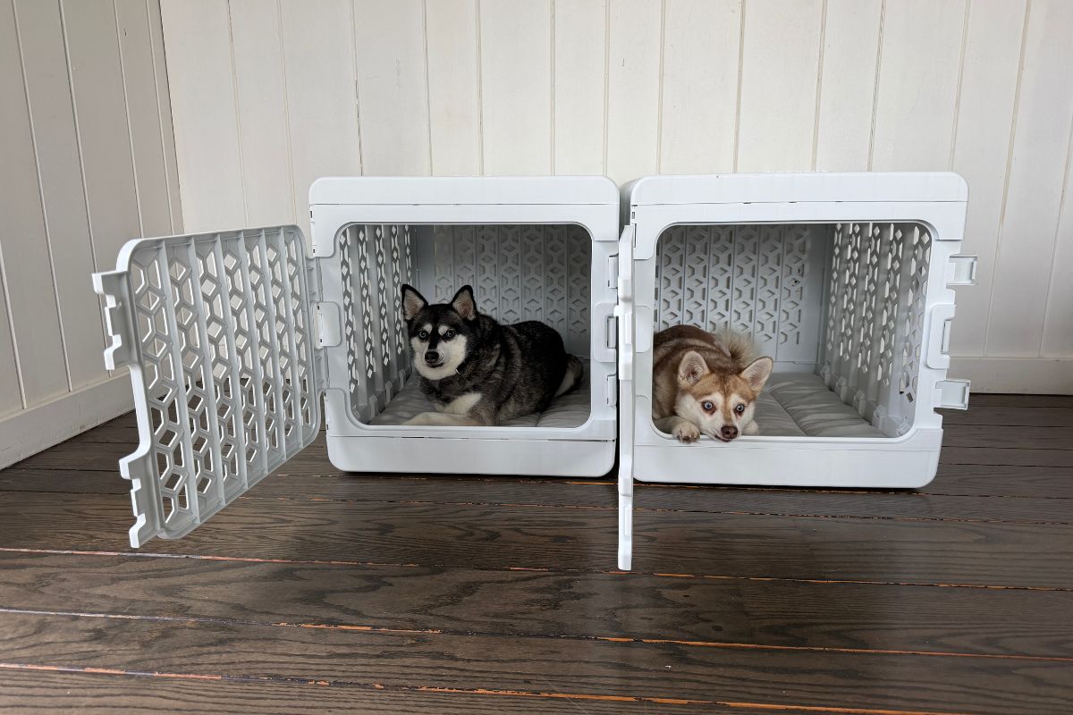 Skye and Copper in Kindtail