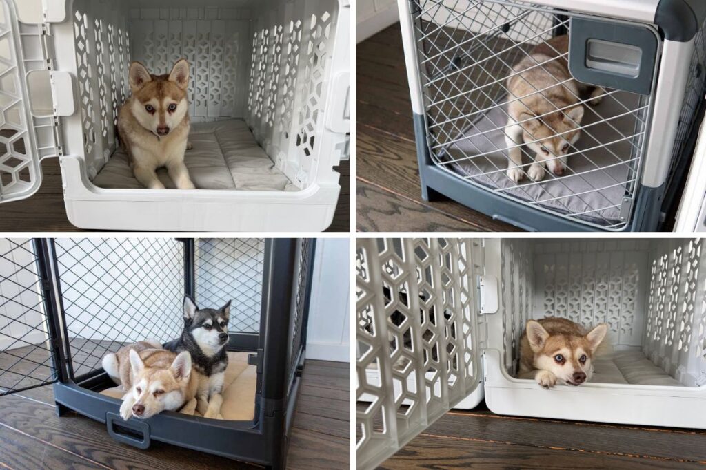 Kindtail PAWD vs Revol by Diggs