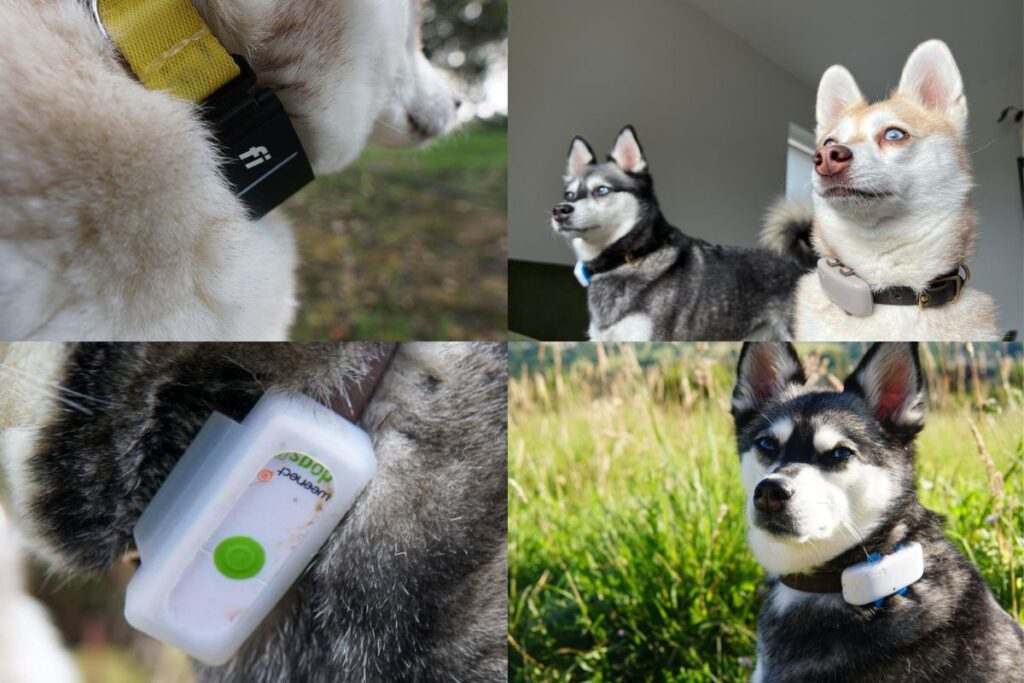 Best smart dog collars