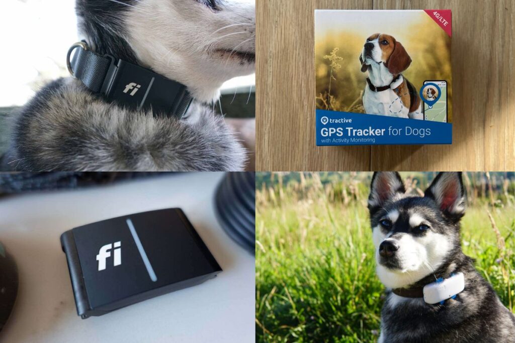 Fi Smart Dog Collar Vs Tractive What's The Difference